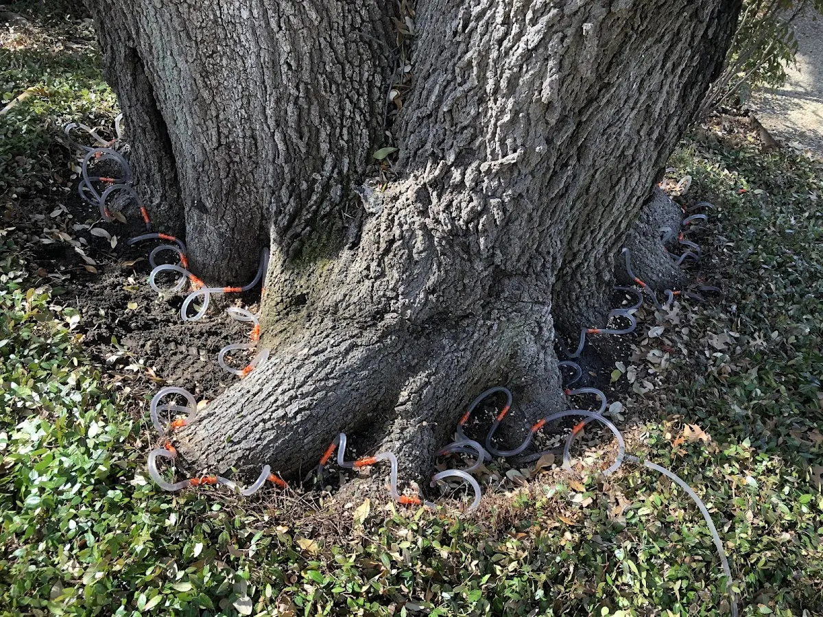 Detailed Tree Cabling and Bracing job site in Saint Peters